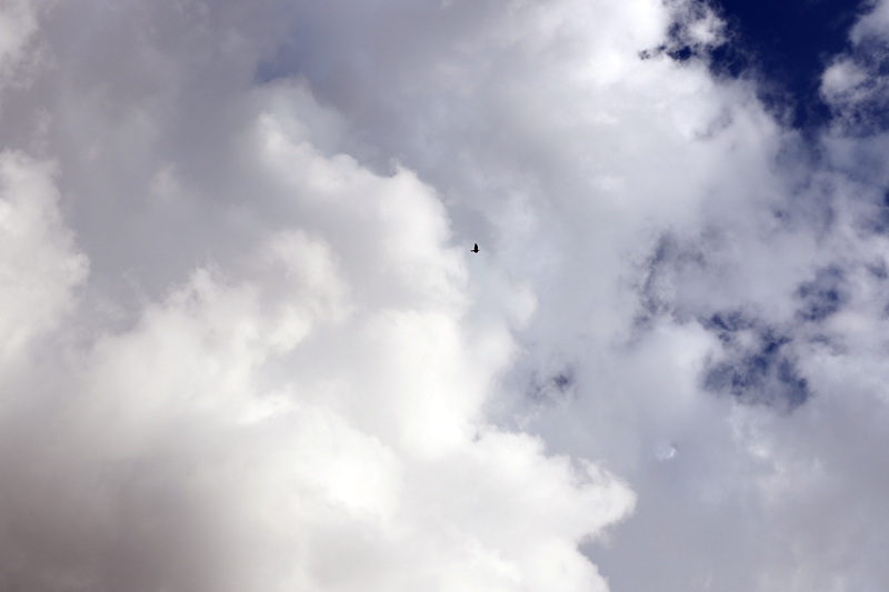 seagull flying between the clouds