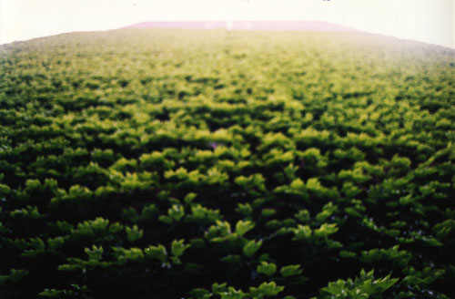 Ferrara, 1998