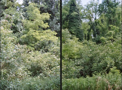 Emilian forest, may 2006
