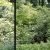 emilian forest...