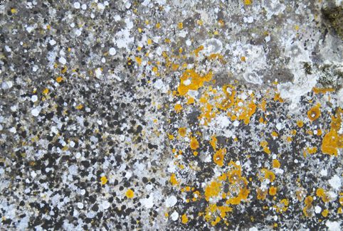 licheni e muschio su muro