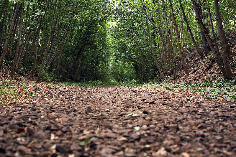 Paris, Ancienne ligne de chemin de fer circulaire, nature sauvage � Paris
