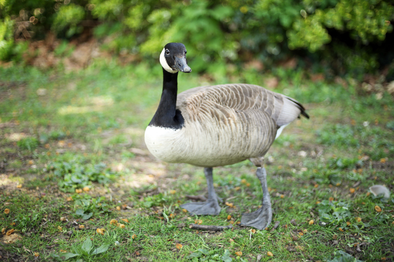 Paris parks, Bois de Vincennes