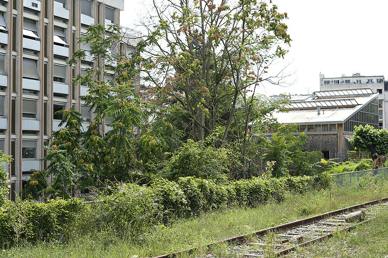 Paris 19me arrondissement, paris on summer, parigi d'estate; petite ceinture