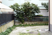 Riccione blue and tree 02