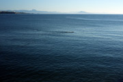 thumbnail biarritz ocean swimming small