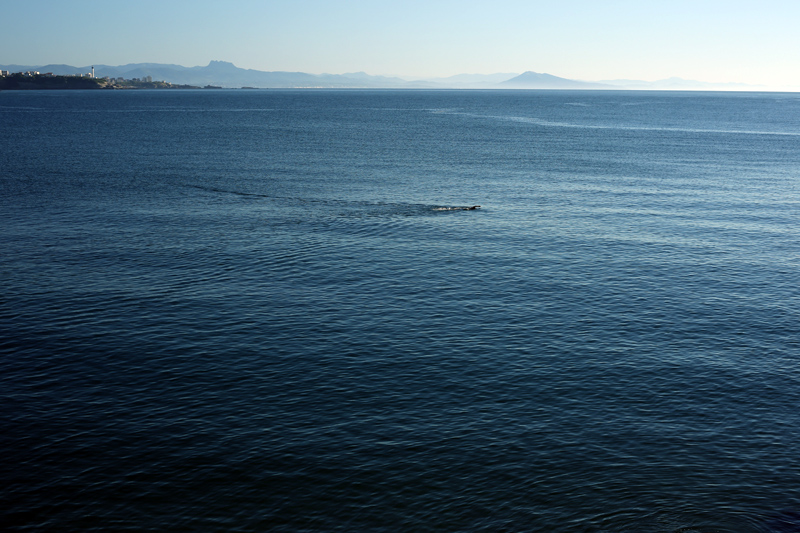 Lonely swimming in Bayonne