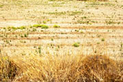 Paros, yellow fields - small