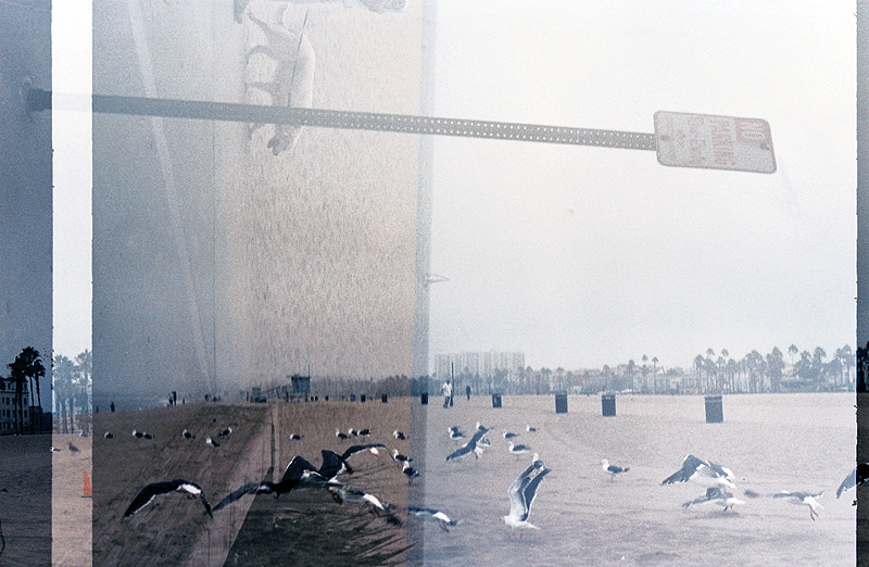 birds and dogs in Venice beach California, contemporary photography