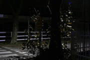 lido di classe by night on winter
