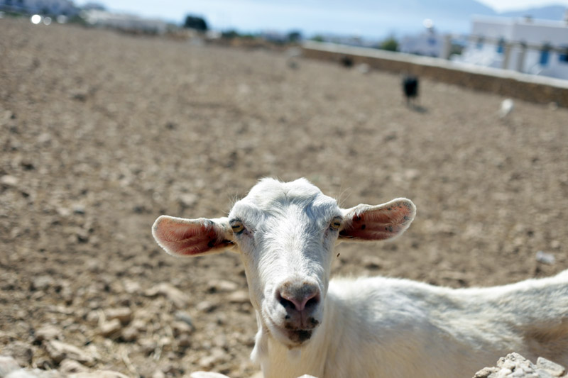 Small Cyclades sheeps