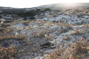 Cyclades, sand flowers, small