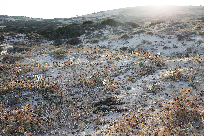 Small Cyclades, sand flowers