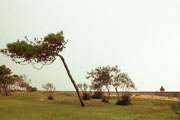 Lignano Pineta, windy trees