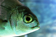 thumbnail Blue in green tropical fish