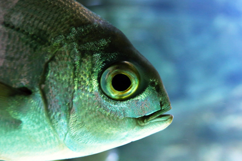 Blue in green fish observing