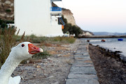 klima bay, milos greece