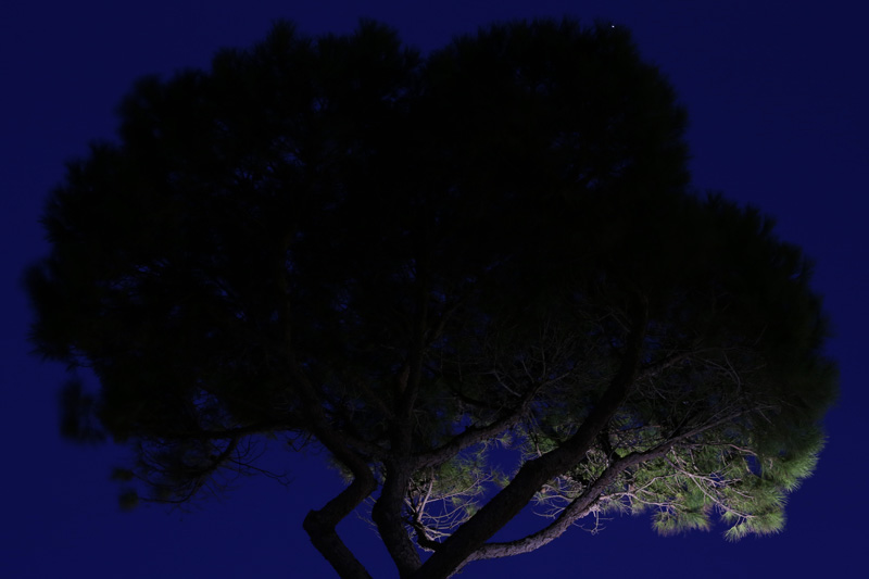 Lido di Jesolo, pini e ora blu