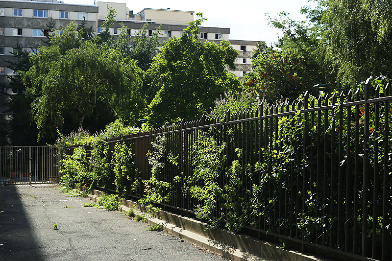 Paris - vegetation spontane