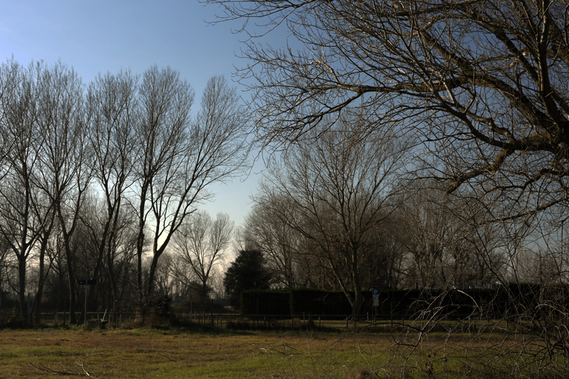 lido degli estensi, alberi d'inverno