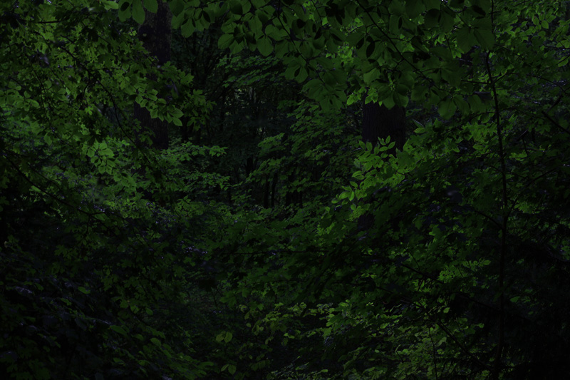 Forest, leafs, dense vegetation, woodland