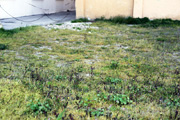 jesolo tristissimi giardini