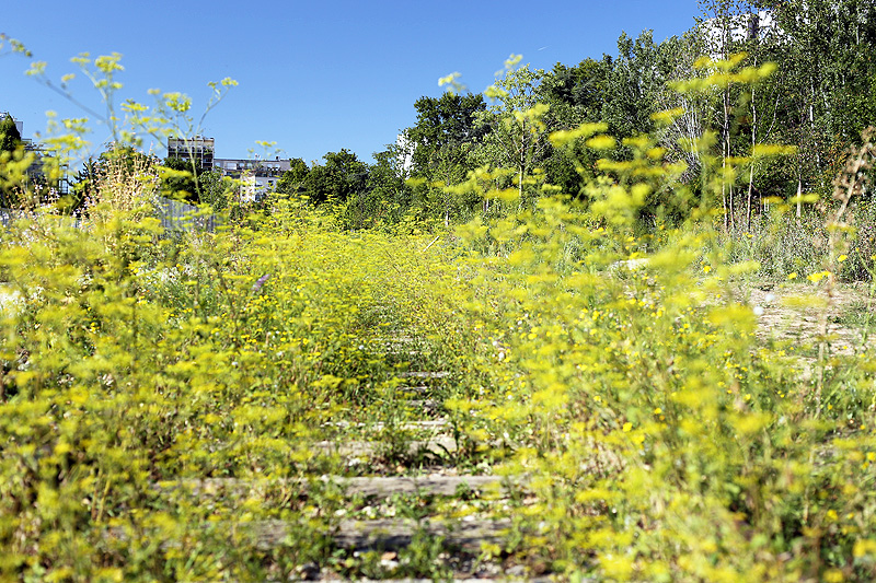 Paris la Petite Ceinture du 20e