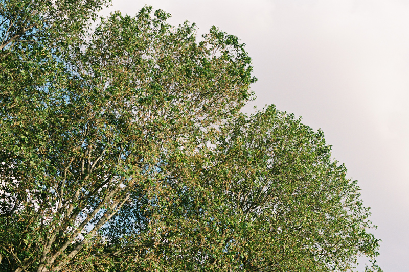 giugno foglie di alberi e cielo