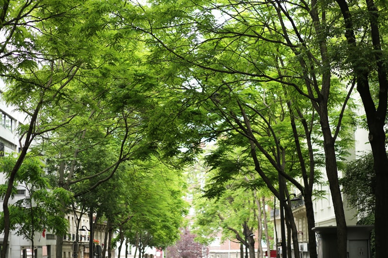 alberi in città a maggio