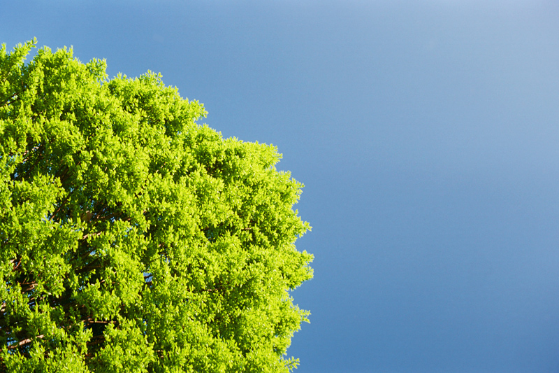 leggere sotto un albero a primavera