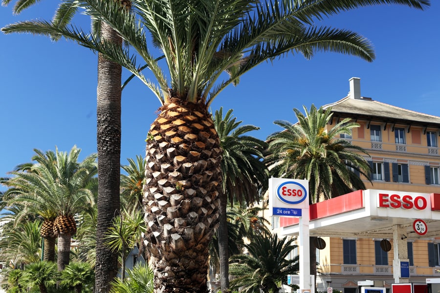 le palme di arenzano