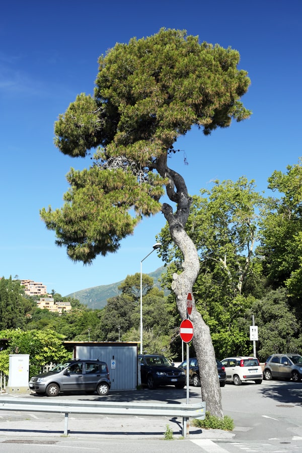 arenzano grande pino marittimo