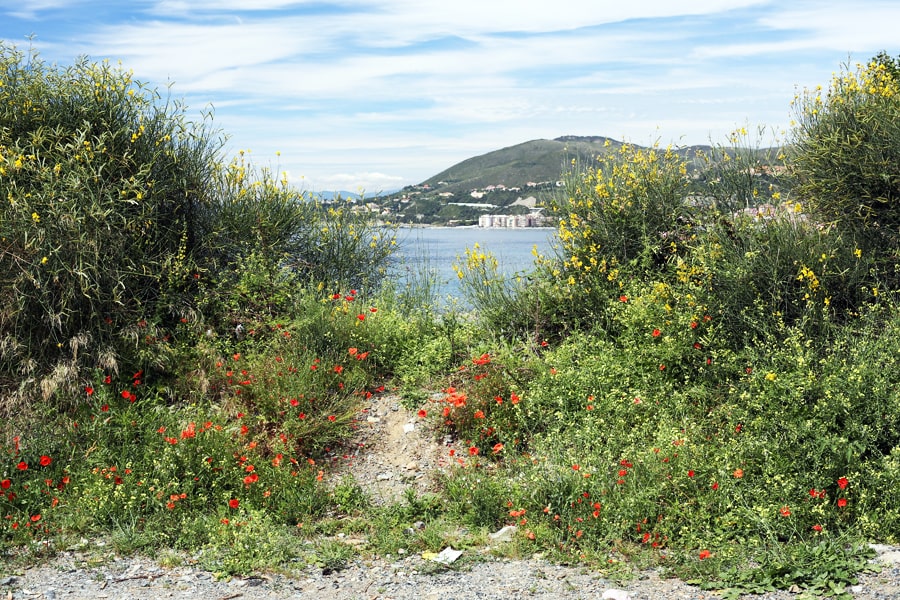 vegetazione e fiori arenzano