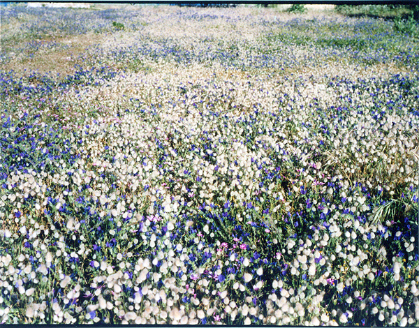 Capaci palermo prato di violette