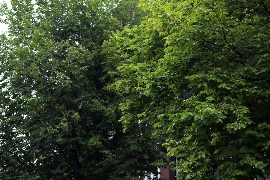 amsterdam beautiful trees around canal