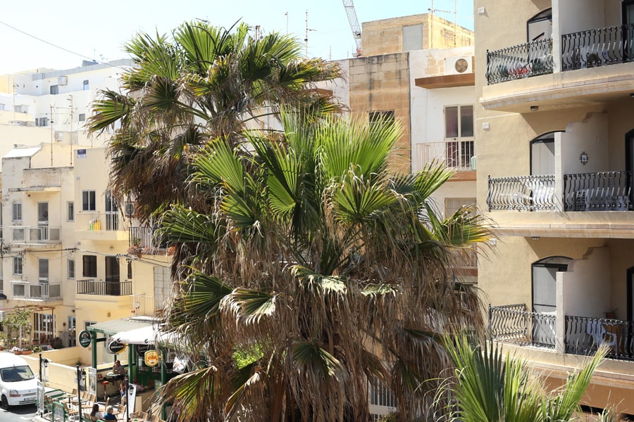 Malta San Pawl il-Baħar palms