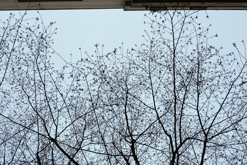 rami di albero di inverno come rizomi