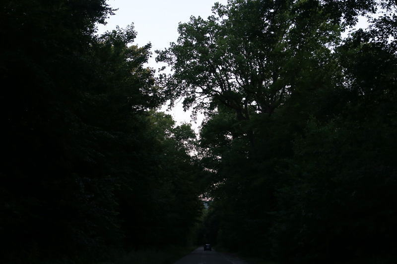 forest on summer evening