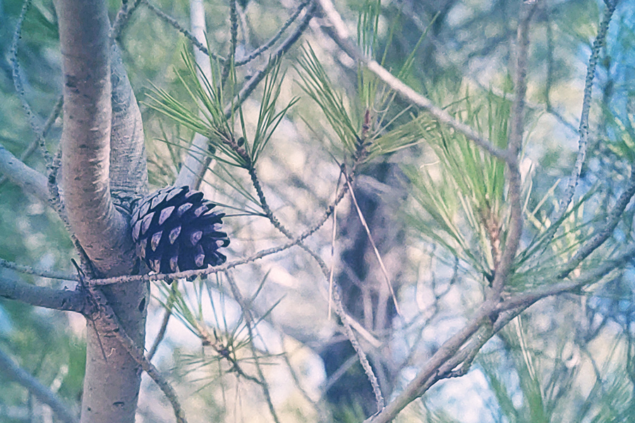 formentera pineta natura cosa fare un giorno