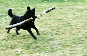 cane lupo pastore tedesco riporta grande legno