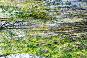thumbnail giverny arbres trees small