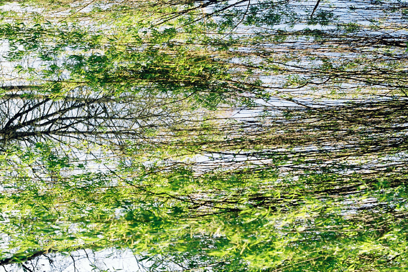 giverny trees, arbres  giverny