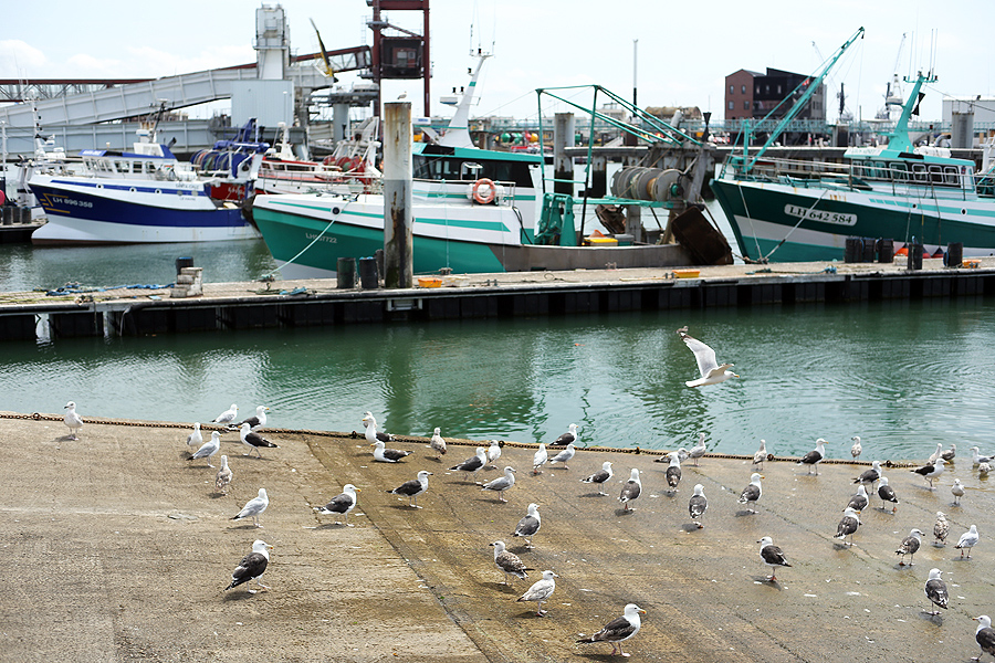 Des goélands dans le port de pêche du Havre avec des bateaux de pêche en arrière-plan.