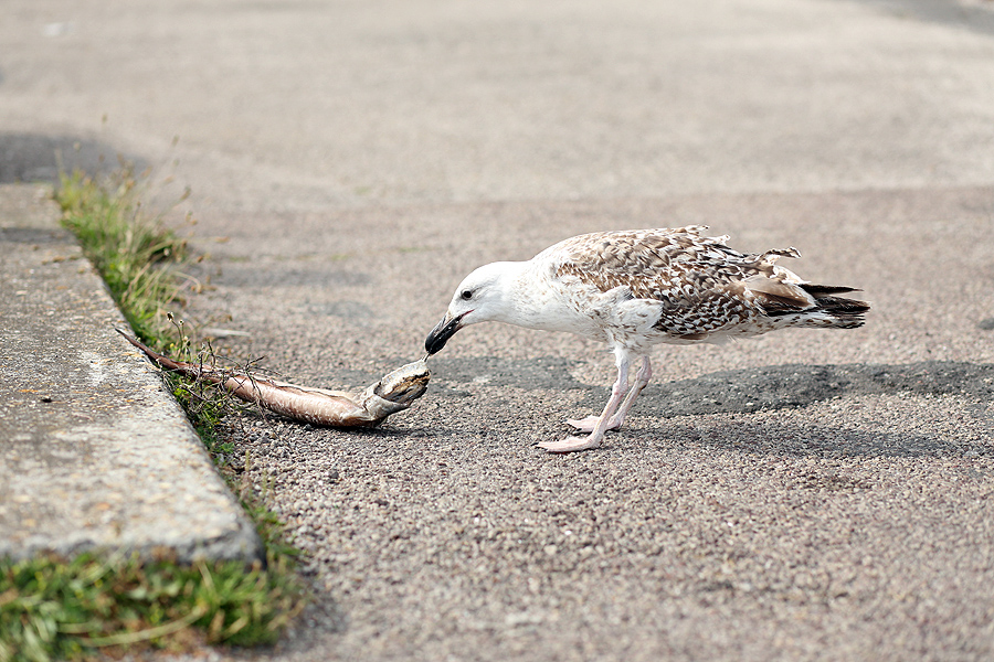un goéland en train de manger un poisson dans un parking du Havre