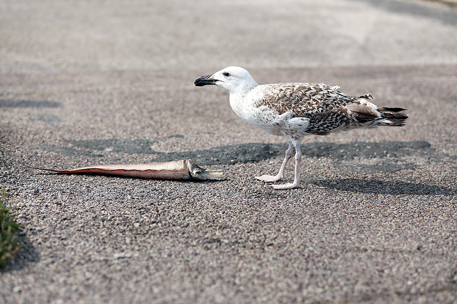 goéland mangeant un poisson sur un parking au Havre