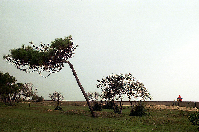 Lignano, Adriatic sea, windy pines trees