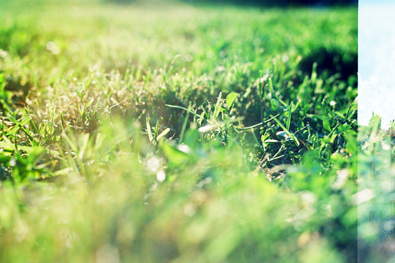 luce di settembre prati erba foglie