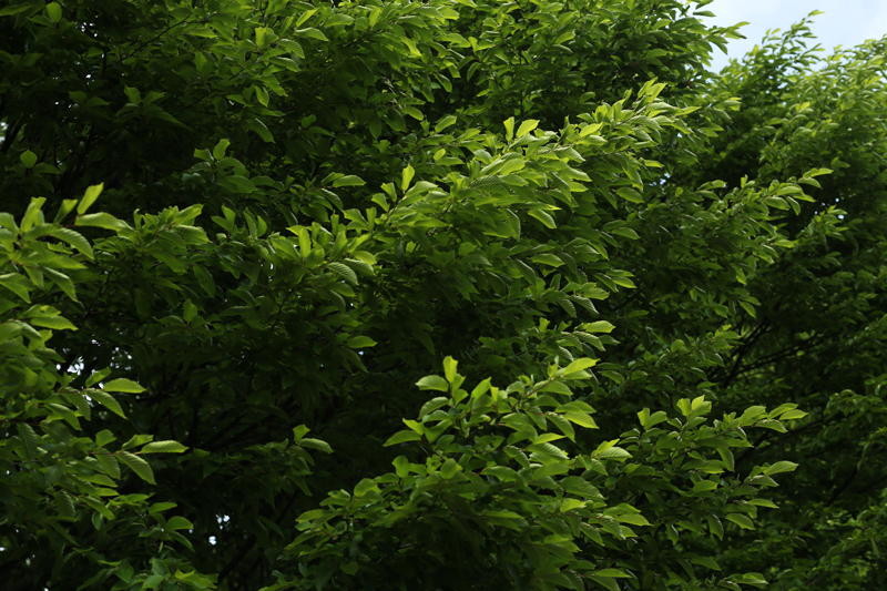 maggio alberi il verde delle foglie e della vegetazione