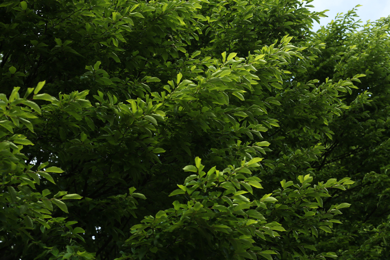 may trees and nature different green tones