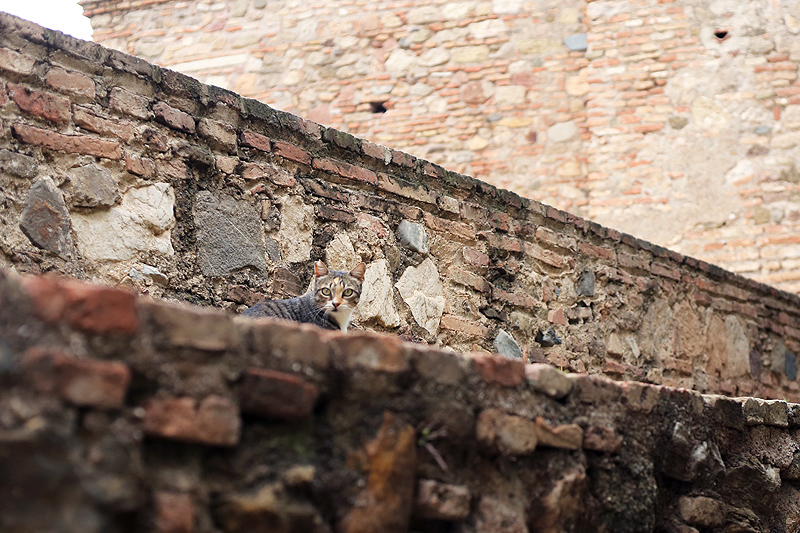 malaga gibralfaro cats